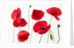 Poppies on white background by Assaf Frank